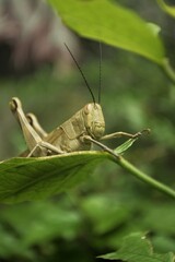 grasshopper on a leaf