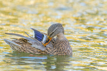 越冬のために飛来してきた子がも