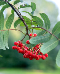 red currant berries on a branch in the garden