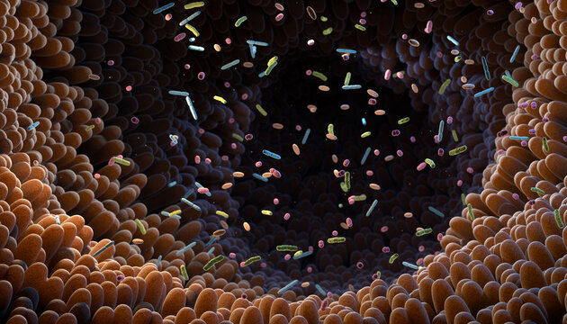 Intestinal bacteria. Microbiome