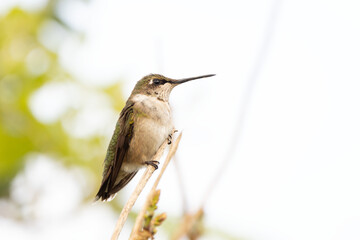 Fototapeta premium An adorable ruby-throated hummingbird (Archilochus colubris), seemingly female (but I'm not an expert), perches on a twig in Sarasota, Florida
