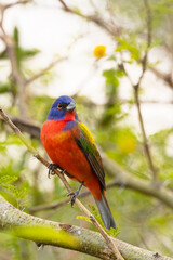 A male painted bunting (Passerina ciris), a small and colorful bird, sitting in a tree