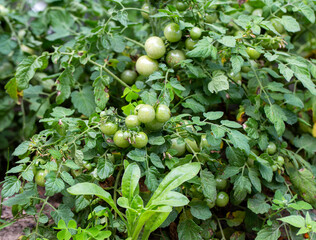 Big bush with green cherry tomatoes. Growing tomatoes in the garden. Ripening tomato, vegetables.