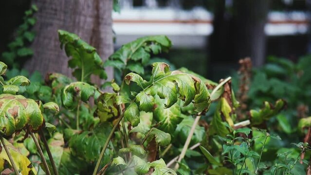 Hojas en medio del jard&iacute;n movi&eacute;ndose suavemente con el viento mientras sale el sol