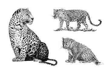 Set hand drawn leopard, sketch graphics monochrome illustration on white background