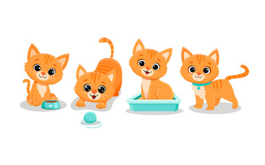 Fototapeta premium Set of isolated cute cats in different poses in cartoon style.Ginger kitten.