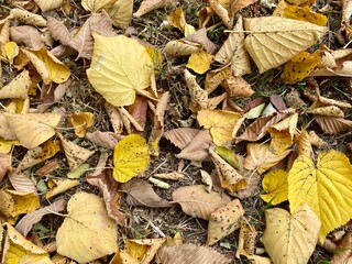 autumn leaves on the ground