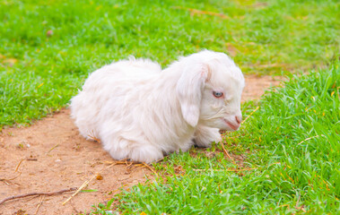 Goats graze in the pasture. A little goat runs along the green spring grass.