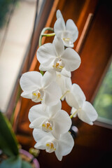 white orchid flower