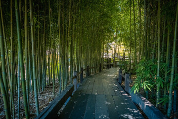 bamboo forest at night