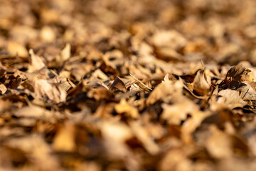 autumn leaves background
