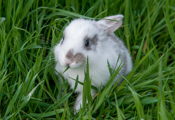 Easter bunny on the grass. Beautiful rabbits on a green background with copy space. Easter concept, colorful background for greeting card.