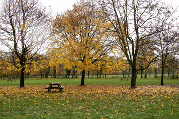 Fototapeta na wymiar : Autumn foliage. Picnic table under plants with autumn colored foliage. 
