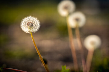 dandelion head