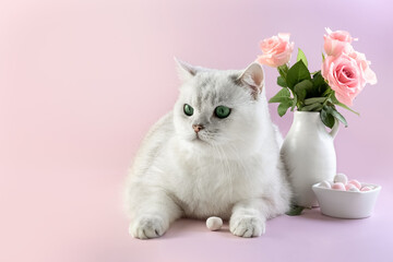White British cat, a bouquet of roses in a vase on a purple background. Card. Photo