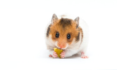 hamster eats a seed on a white background - 563922837