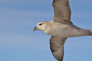 Fulmar