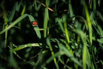 ladybug on the leaf