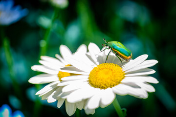 bettle on flower