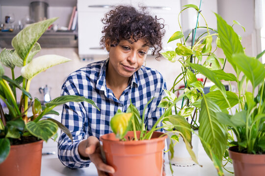 Black Woman Failing Taking Care Of Home Plants Feeling Sad