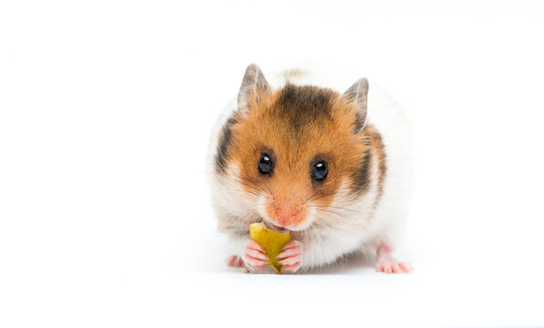 hamster eats a seed on a white background