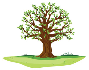 One wide massive old oak tree with green leaves and acorns isolated illustration, majestic oak with a rough trunk and big crown on green meadow with grass in summer day isolated