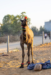 Naklejka premium Portrait of Camel at fair ground at Pushkar during fair for trading. Selective focus on camel.