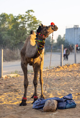 Portrait of Camel at fair ground at Pushkar during fair for trading. Selective focus on camel.