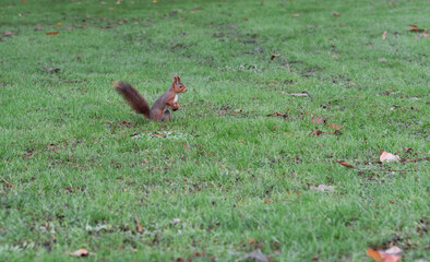 Squirrel outdoors in a park