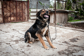 A dog on a chain guards the territory. The dog lives in captivity, suffers from inhumane treatment...