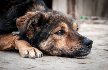 A dog on a chain guards the territory. The dog lives in captivity, suffers from inhumane treatment...