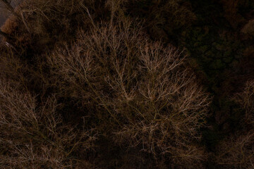 Aerial view of trees in late autumn