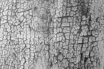 Background from wooden old boards with cracked paint. Vintage green fence texture as abstract background. Craquelure cracks.