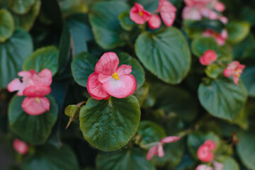 Beautiful pink Begonia flowers in a flower pot on a street.