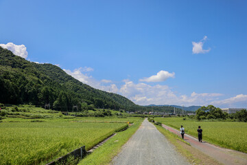 滋賀観光　琵琶湖側の田圃風景