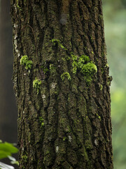 Beautiful green moss on the floor