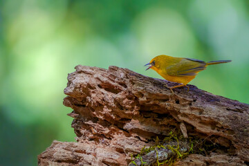 Golden Babbler (Stachyris chrysaea) foraging in the forest ,Wildlife bird species of Golden babbler perched on a tree branch with natural background in highland forest.