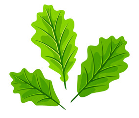 Three young light green oak leafs isolated illustration, set of three leaves for compositions in front view, classic forest leaves with venations