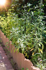 Fototapeta na wymiar Sage officinalis (Salvia officinalis) - stages of growth 