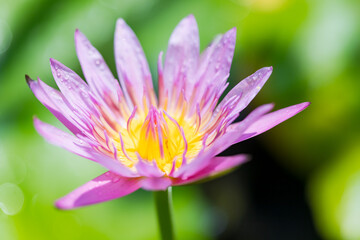 Obraz premium Pink lotus flower with yellow stamens. Beautiful that is about to bloom In the morning pond