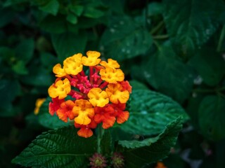 red and yellow flowers, latana