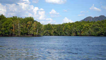 Mangrove forests growing in the tidal strip of sea coasts and estuaries of rivers