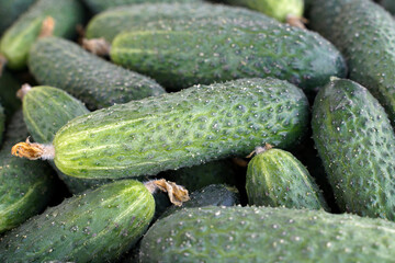 fresh cucumbers on the market. food background with organic vegetables, new harvest cucumber.