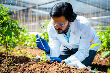 agro scientist at laboratory adding chemical to small lab grown plant - concept of research, focused and invention or biotechnology.