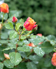 Beautiful rose flower in the garden