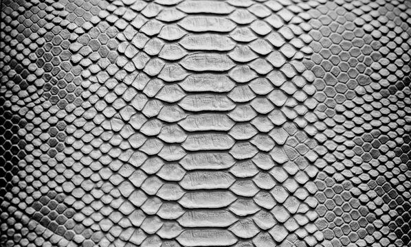 Beautiful bright python skin, reptile skin texture, multicolored close-up as a background.