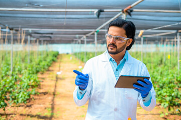 agro scientist at greenhouse using digital tab by looking around with safety eyeglasses and gloves...
