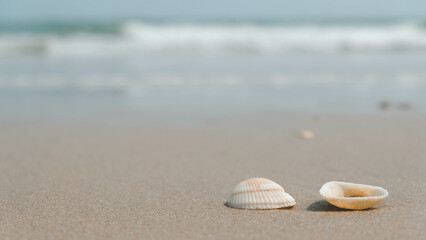 seashells on the beach