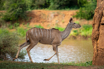 Obraz na płótnie Canvas Greater kudu female - Tragelaphus strepsiceros walking with the edge of river in background. Photo from Kruger National Park in South Africa.