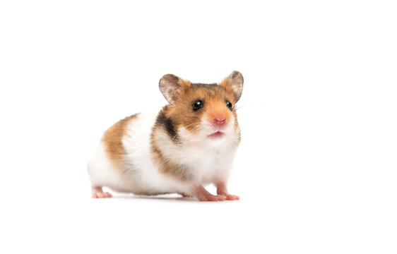 hamster looks on a white background